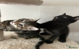 Mixed Breed cats for sale: Purr- fectly Adorable Kittens for loving homes - Advert 17