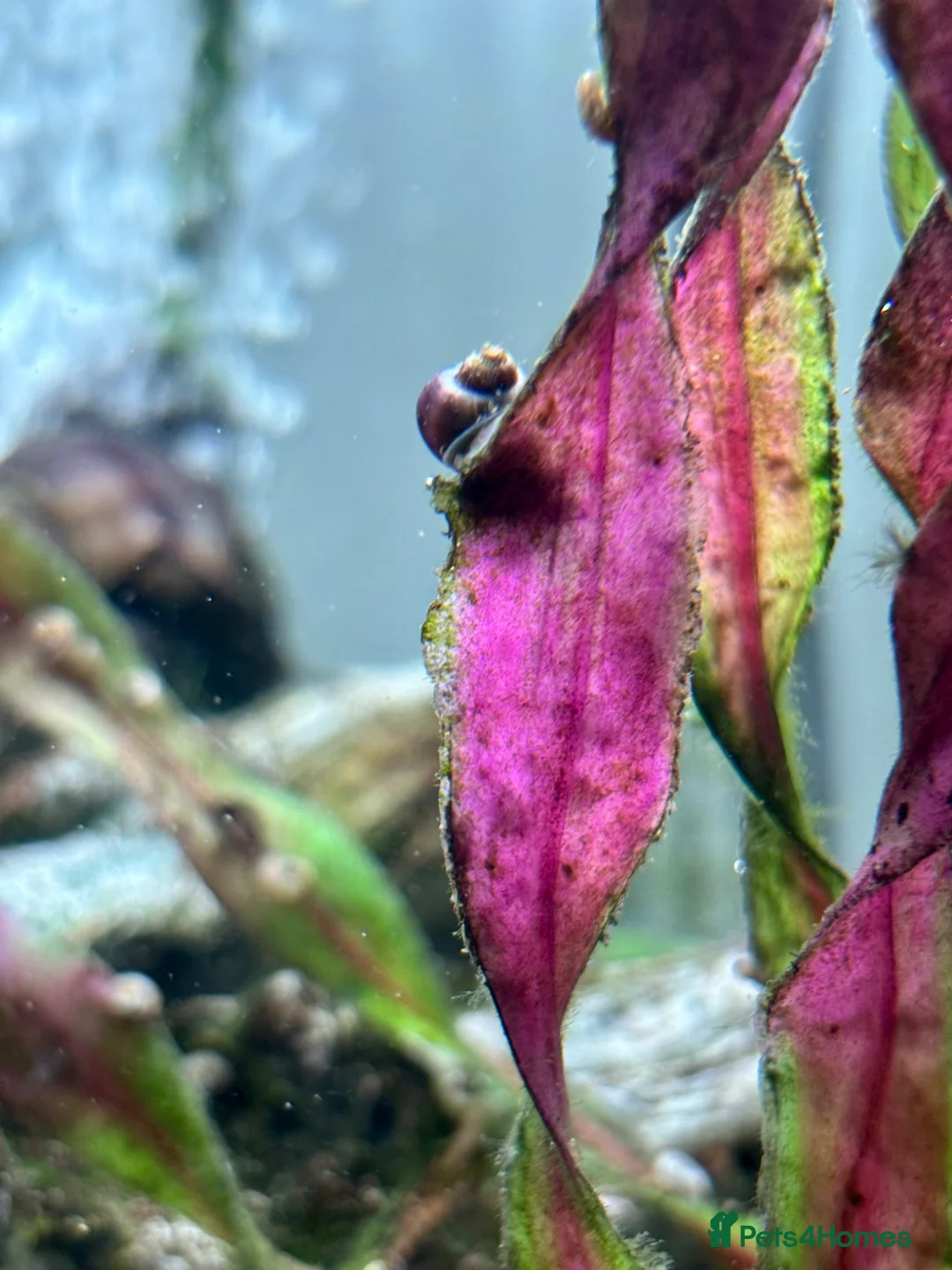 Snails fish for sale: Purple Mystery Snails - Advert 2