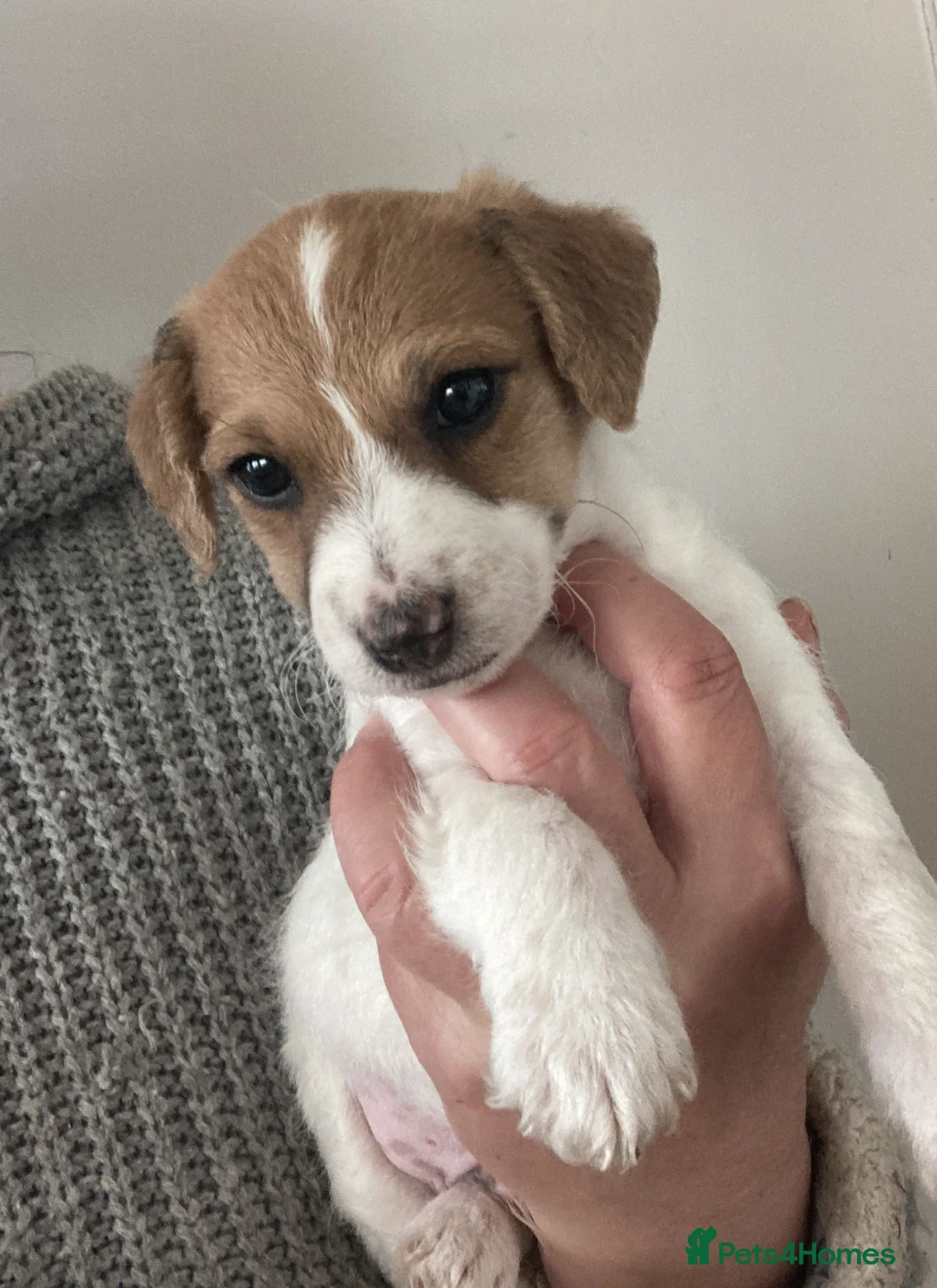 Jackapoo dogs for sale: BEAUTIFUL LITTER OF JACKAPOO PUPPIES in Crediton - Advert 33