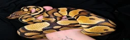 Python Snake reptiles for sale: Orange dream fire ph pied  in Southampton - Advert 2