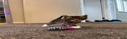 Mixed Breed cats for sale: 5 kitty’s looking for future homes in Hatfield - Advert 3