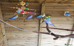 Budgerigars birds for sale: 2 budgies for 30 - Image 4