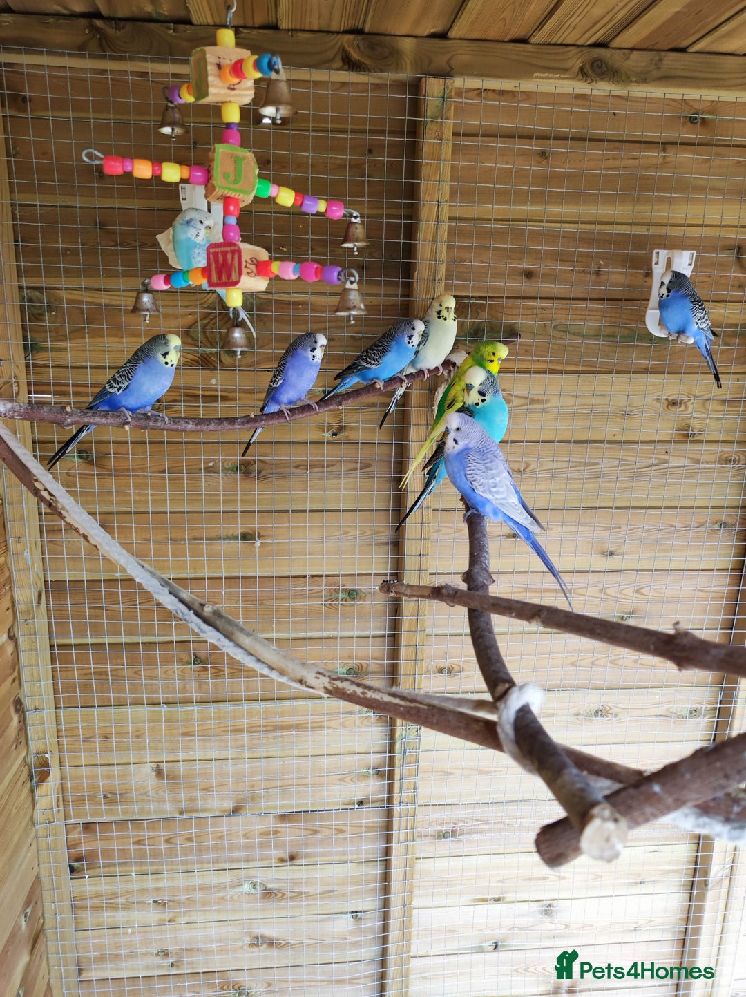 Budgerigars birds for sale: 2 budgies for 30 - Image 4