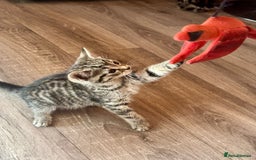 British Shorthair cats for sale: 5 adorable kittens  - Image 9