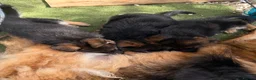 German Shepherd dogs for sale: German Shepard puppies for sales  - Advert 18