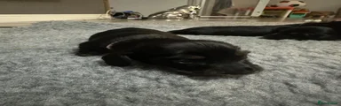 Miniature Dachshund 3