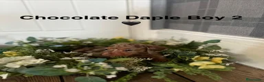 Chocolate dapple boy 2