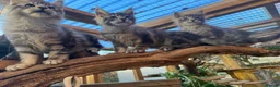 Maine Coon cats for sale: Stunning silver/black tabby MC boys available  - Advert 18