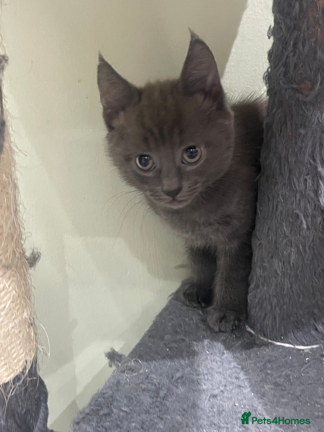 Mixed Breed cats for sale: ONE LEFT READY NOW - Image 6
