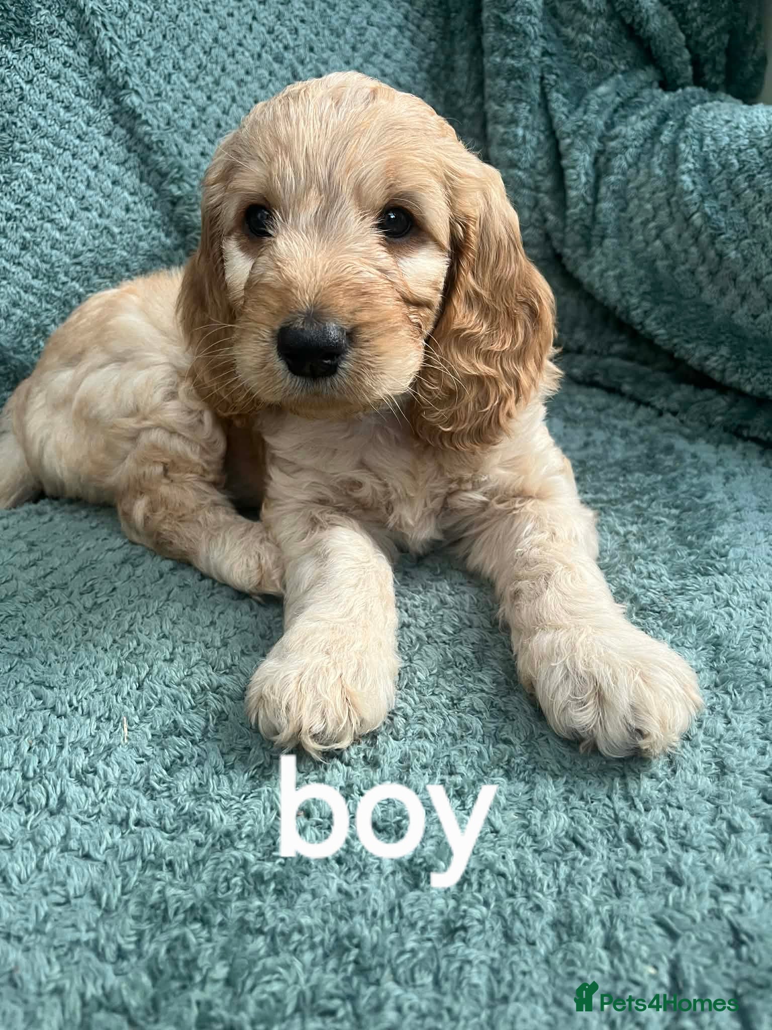 Cockapoo dogs Cockapoo f1b beautiful litter - Advert 3