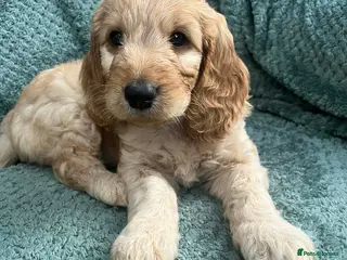 Cockapoo dogs Cockapoo f1b beautiful litter - Advert 3