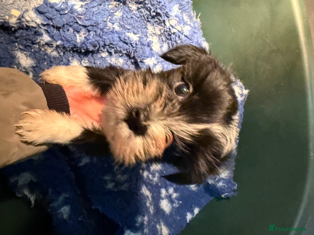 Tibetan Terrier dogs for sale: Beautiful black and white Tibetan Terrier girl  - Advert 3