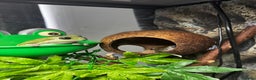 Frog reptiles for sale: 4 whites tree frog and enclosure - Advert 6
