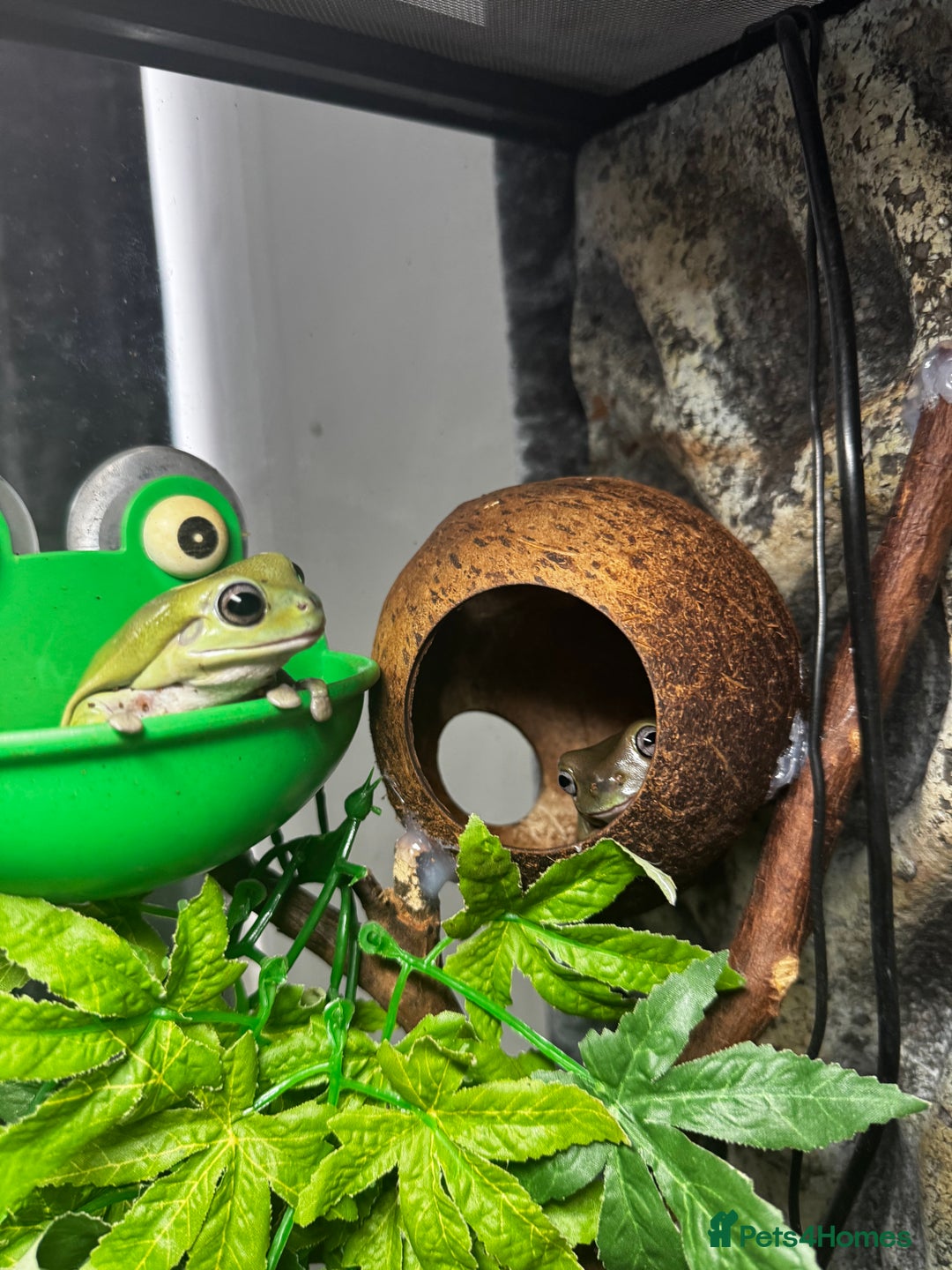 Frog reptiles for sale: 4 whites tree frog and enclosure - Advert 6