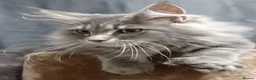 Maine Coon cats for sale: Stunning Dolly tica registered blue ticked tabby - Advert 9