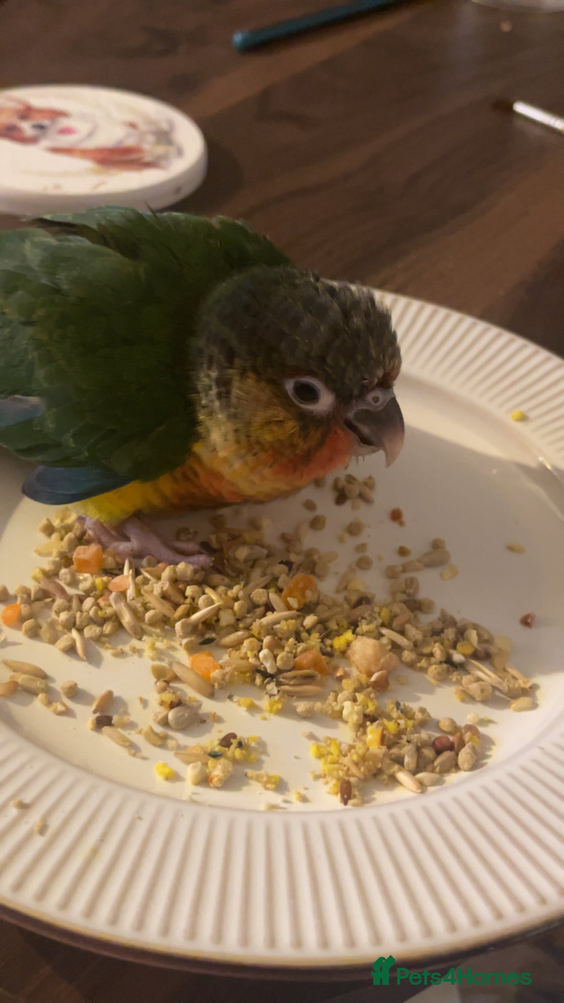 Conures birds yellow sized conure  - Advert 2