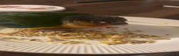 Conures birds for sale: yellow sized conure  - Advert 1