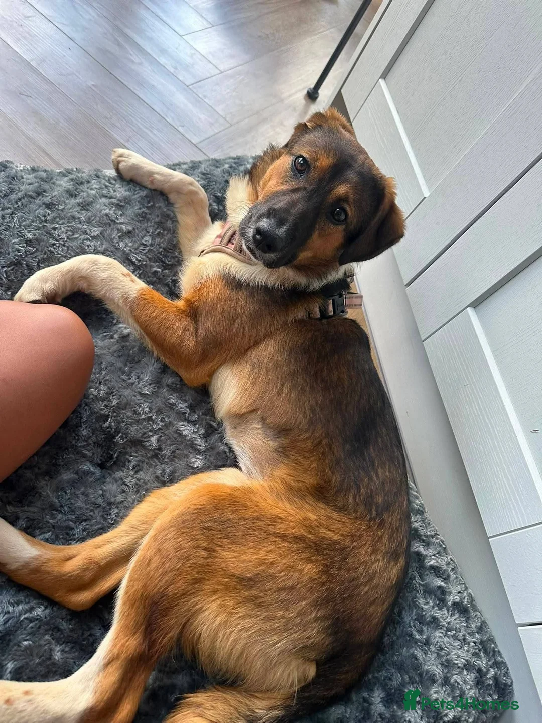 Mixed Breed dogs for adoption: Meet Rizzo, currently residing in Surrey in Carshalton - Advert 5