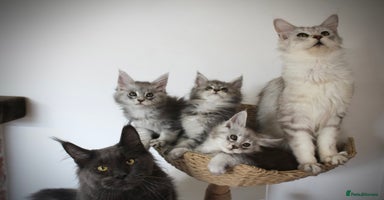 Maine Coon cats - Advert 4