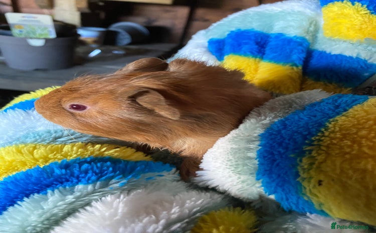 Guinea Pig rodents - Advert 1