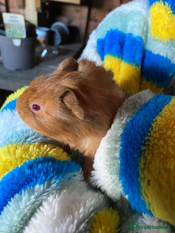 Guinea Pig rodents - Advert 2