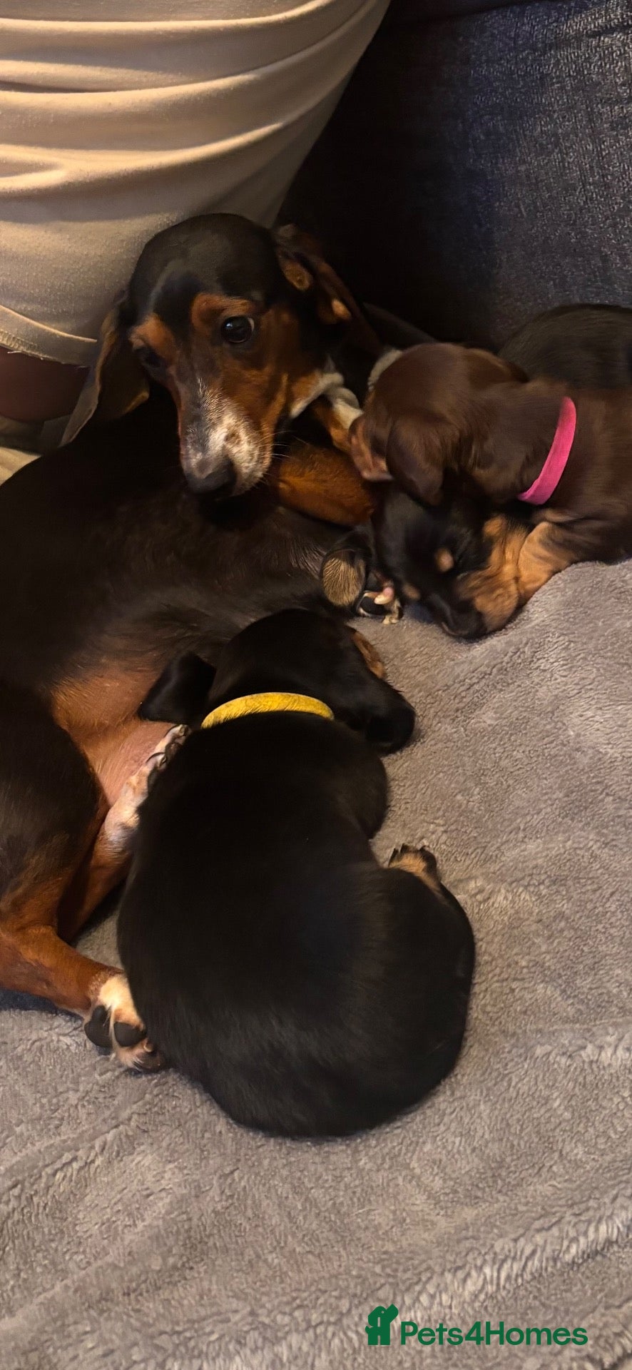 Dachshund dogs Miniature Dachshund puppies - Advert 1