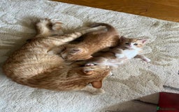 Domestic Shorthair cats for sale: 2 Ginger males - Image 4