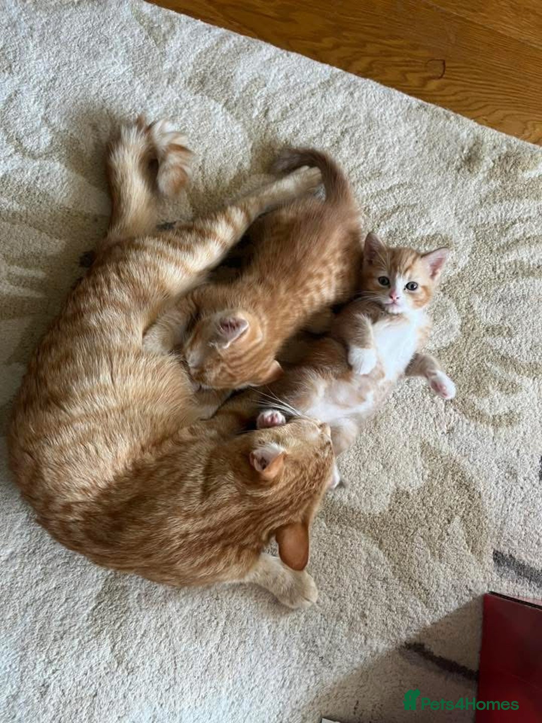 Domestic Shorthair cats for sale: 2 Ginger males - Image 4