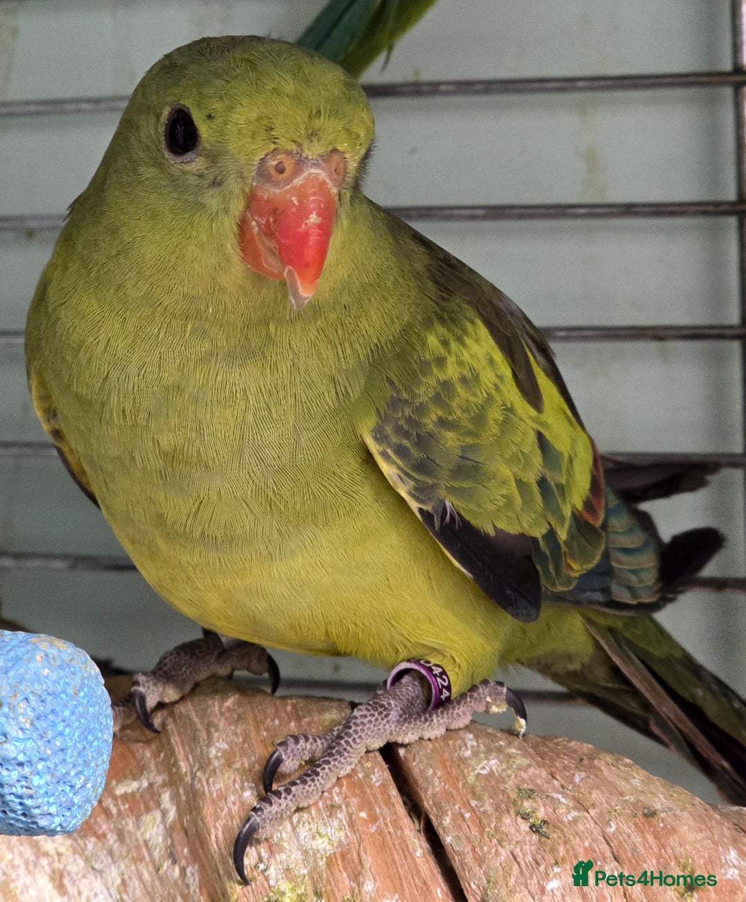 Ringnecks birds for sale: Cheeky Ringnecks, Alexandrine & Rock Pebblar!!! - Advert 7