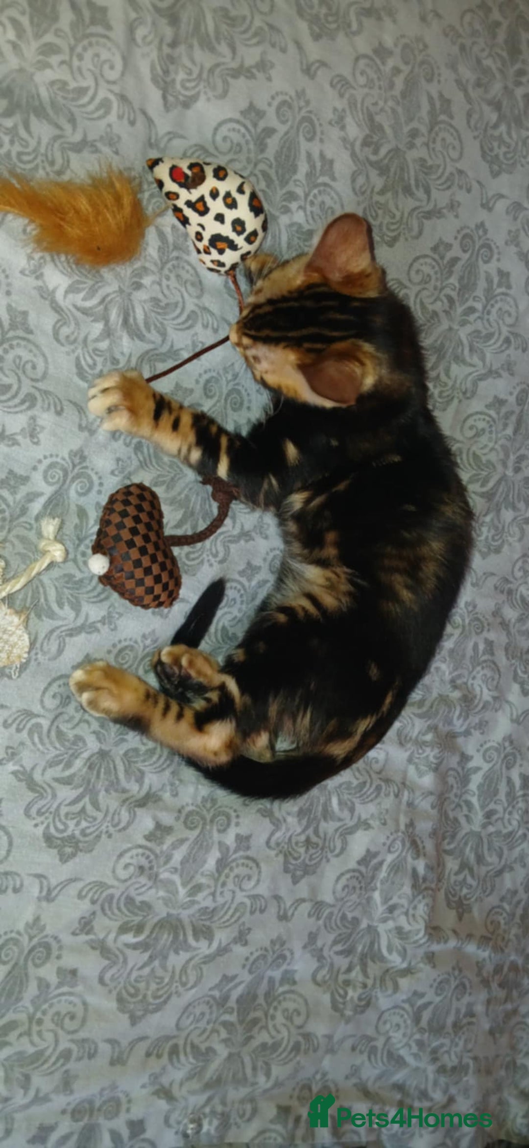 Bengal cats for sale: Pedigree Bengal Kittens - Advert 3