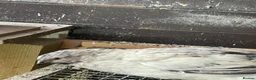 Quail poultry for sale: Male quails  - Advert 7