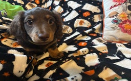 Miniature Dachshund dogs for sale: Adorable Longhaired Miniature Dachshund Puppies - Image 9