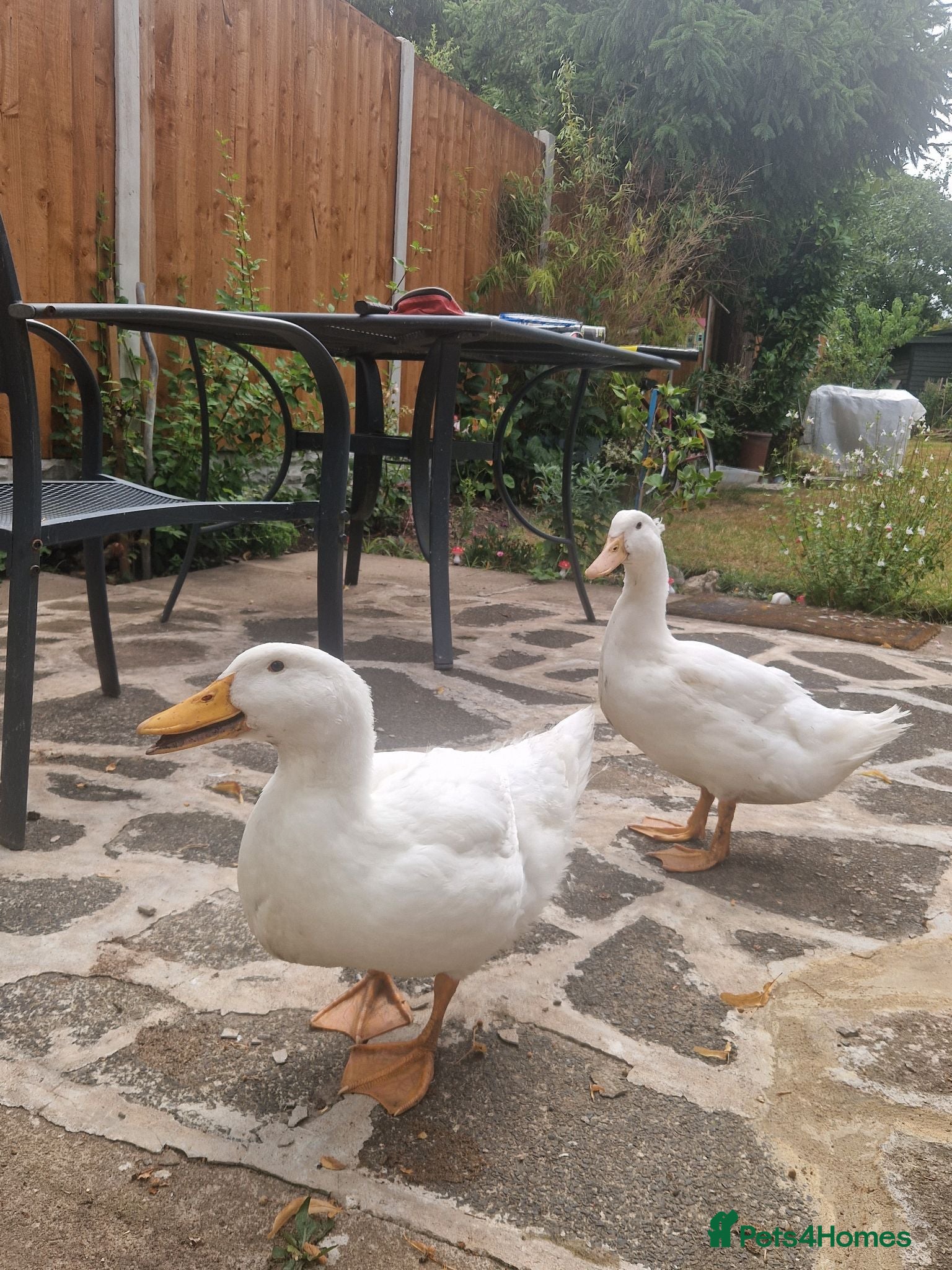 Ducks poultry 2 female ducks for sale - Advert 4