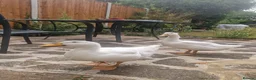 Ducks poultry for sale: 2 female ducks for sale - Advert 1