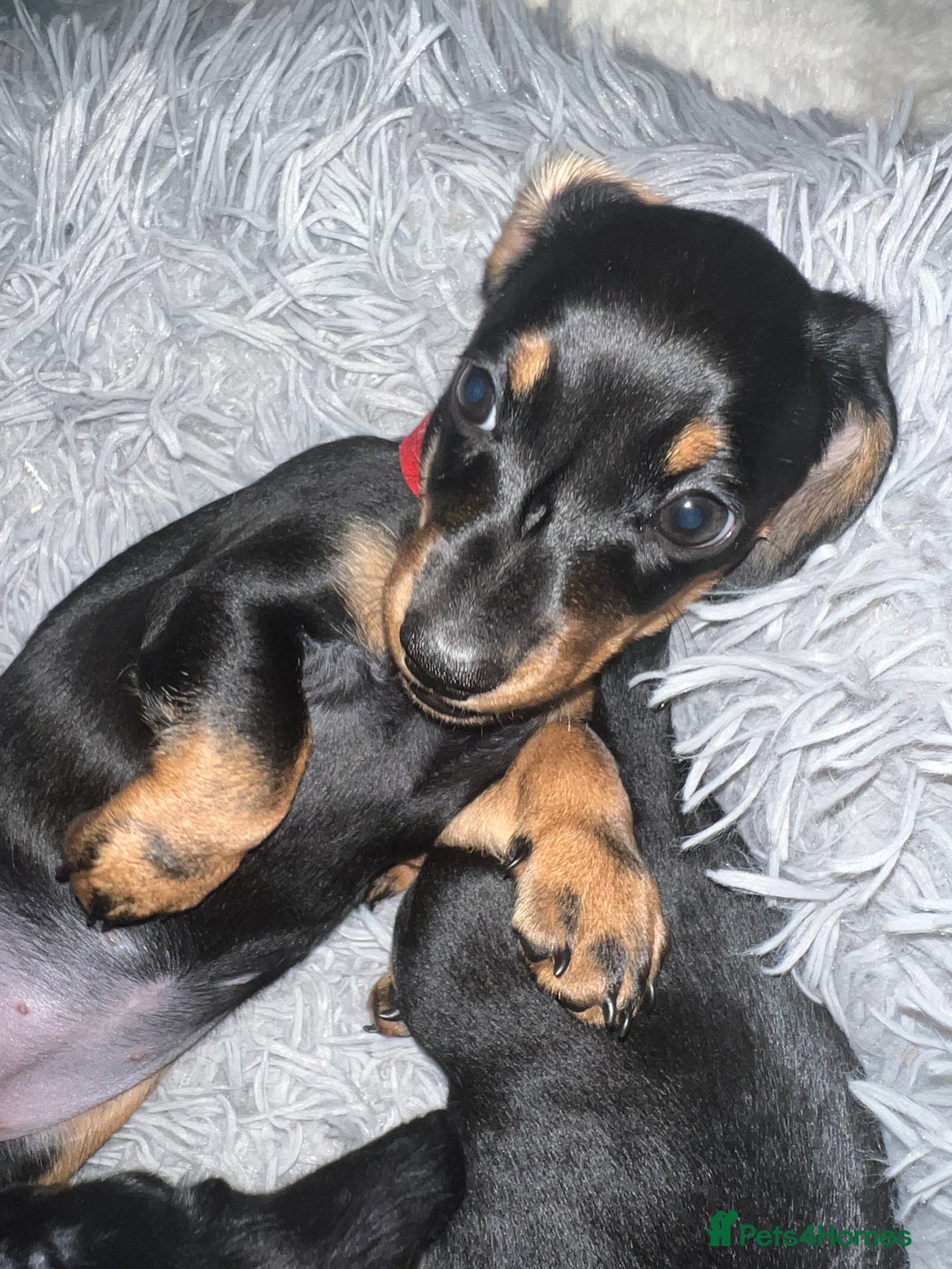 Miniature Dachshund dogs for sale: Stunning Smooth Black & Tan Miniature Dachshunds - Image 2