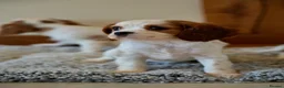 Cavalier King Charles Spaniel dogs for sale: ⭐️Cavalier King Charles puppies⭐️ - Advert 8