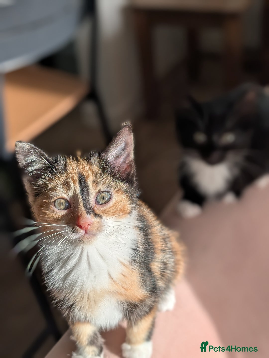 Mixed Breed cats for sale: Calico and Black& white kittens 1x female 1x male  - Advert 1