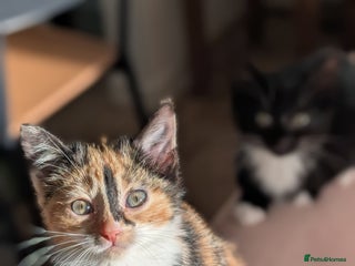 Mixed Breed cats Calico and Black& white kittens 1x female 1x male - Advert 3