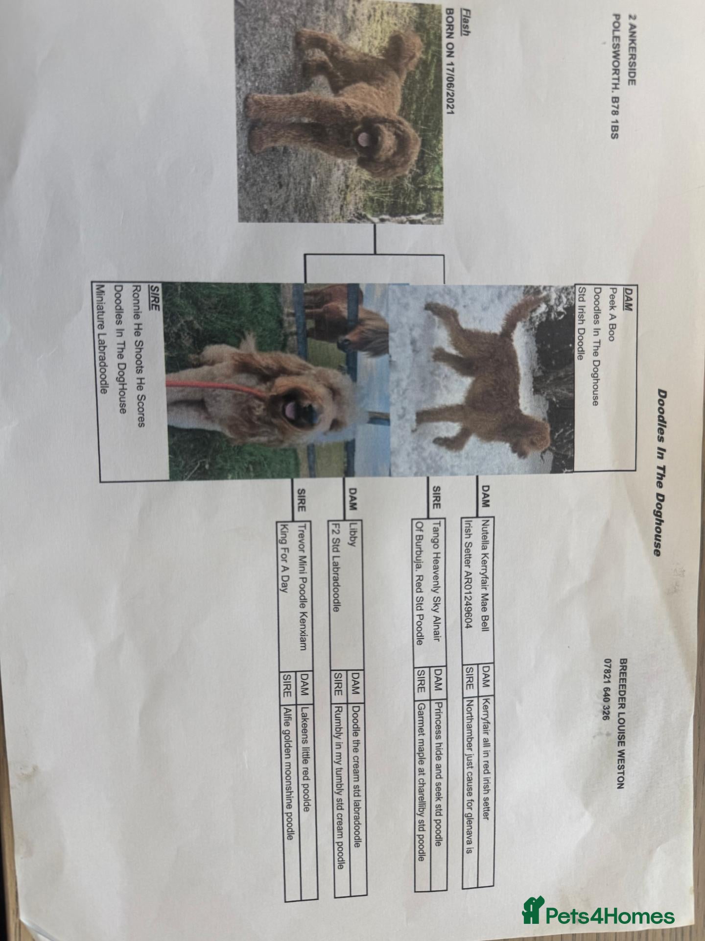 Mixed Breed dogs Giant schnoodle  - Advert 2