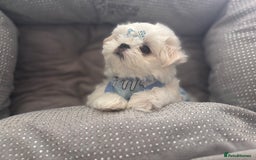 Maltese dogs for sale: 🌟Just One Left 🌟Bambelina Maltese🌟 - Image 8