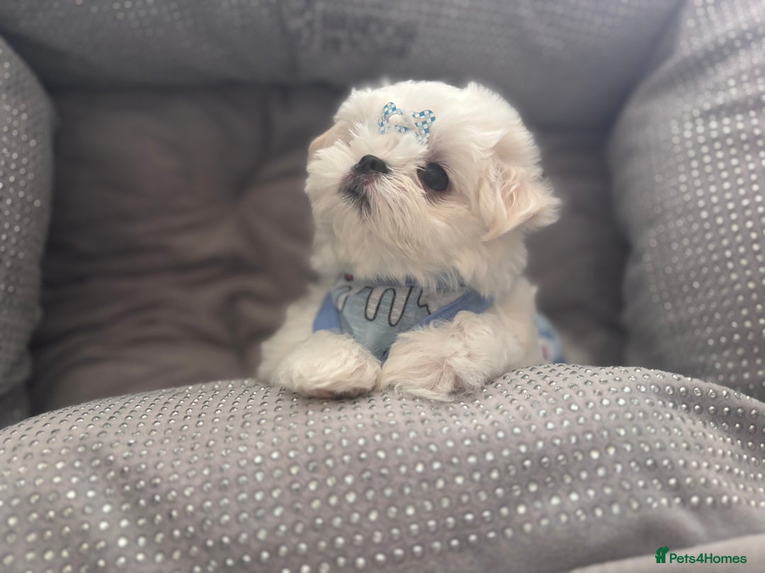 Maltese dogs for sale: 🌟Just One Left 🌟Bambelina Maltese🌟 - Image 8