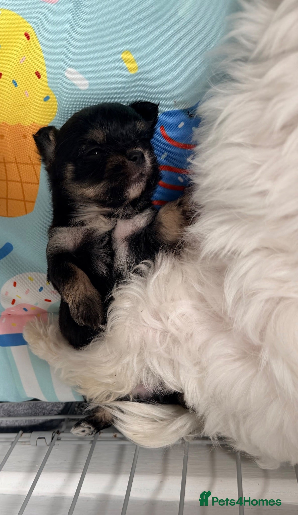 Mixed Breed dogs Tiny Malchi puppies - Advert 2