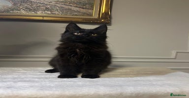 Maine Coon cats Beautiful black female Maine Coon for sale - Advert 2