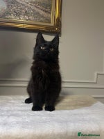 Maine Coon cats Beautiful black female Maine Coon for sale - Advert 2