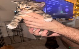 Mixed Breed cats for sale: Mixed breed kittens  - Image 16