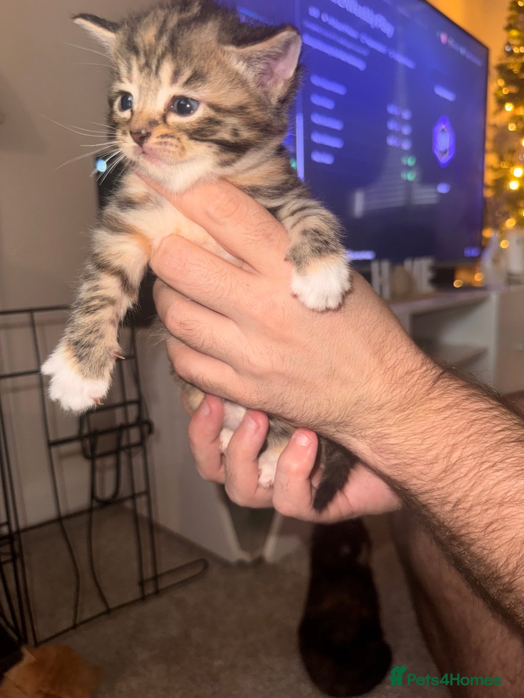 Mixed Breed cats for sale: Mixed breed kittens  - Image 16