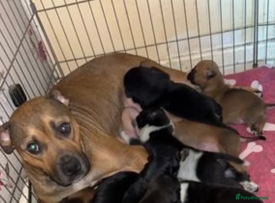 Staffordshire Bull Terrier dogs for sale: Gorgeous staffy puppy 😍 in Huddersfield - Advert 8