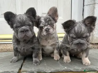 French Bulldog dogs Fluffy French bulldogs carrying pink and testable - Advert 11