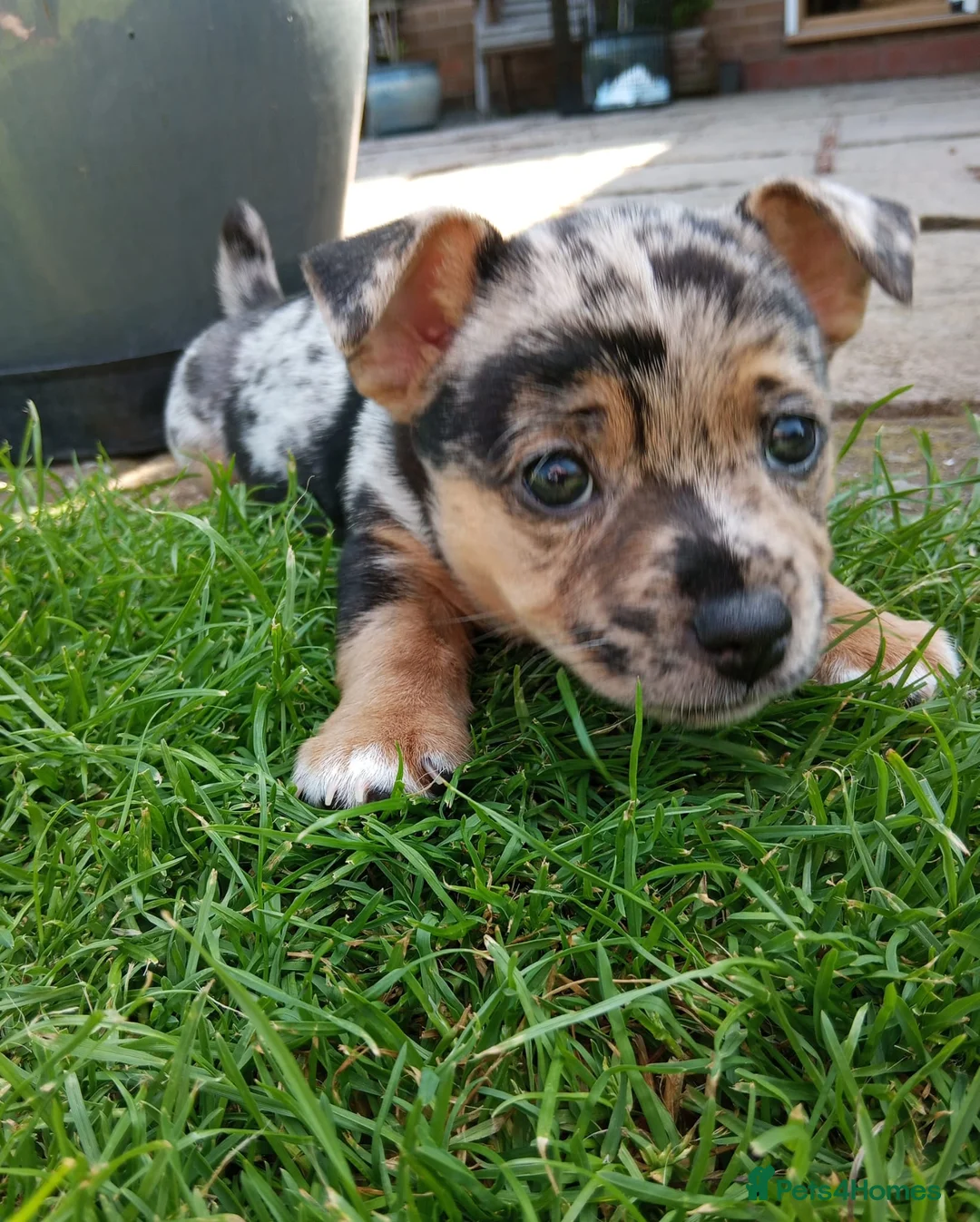Jack Russell dogs for sale: 1 blue merle boy - Advert 4
