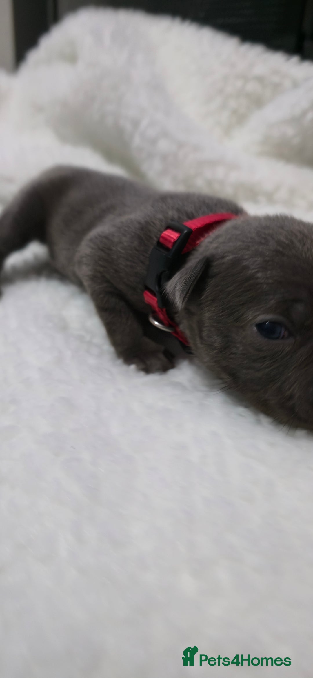 Staffordshire Bull Terrier dogs for sale:  Blue Staffy puppies for sale KC REGISTERED  - Image 23